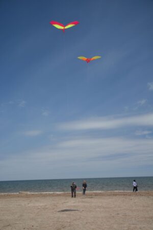 Kite Flite 2026 (6)
